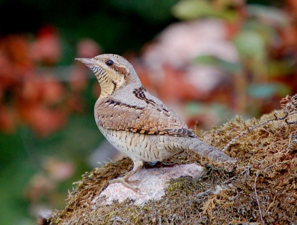 September 2017 - Rye Harbour Nature Reserve Sightings